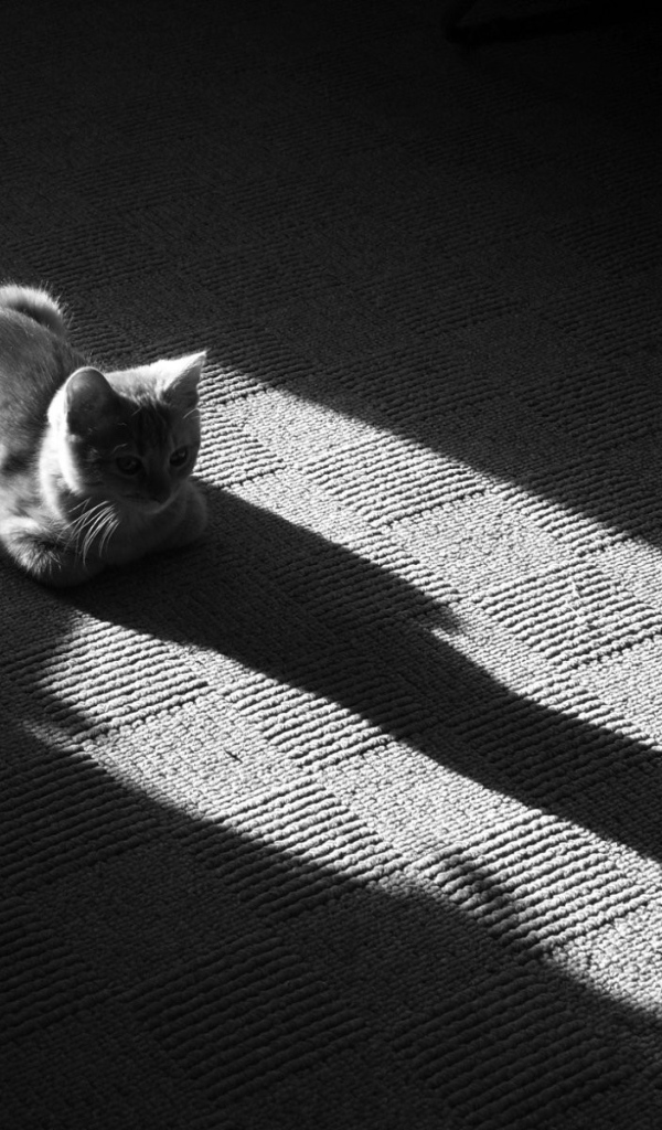 Тень от серого кота