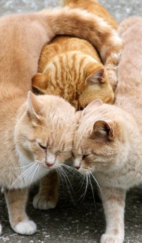 Настоящий рыжий трикотаж