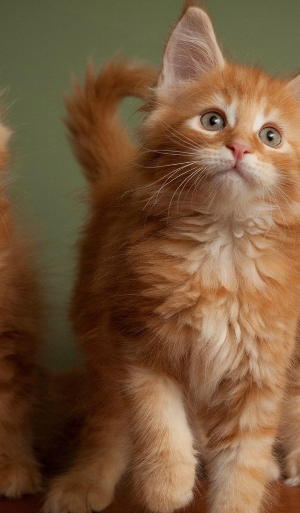 Три рыжих пушистых котенка