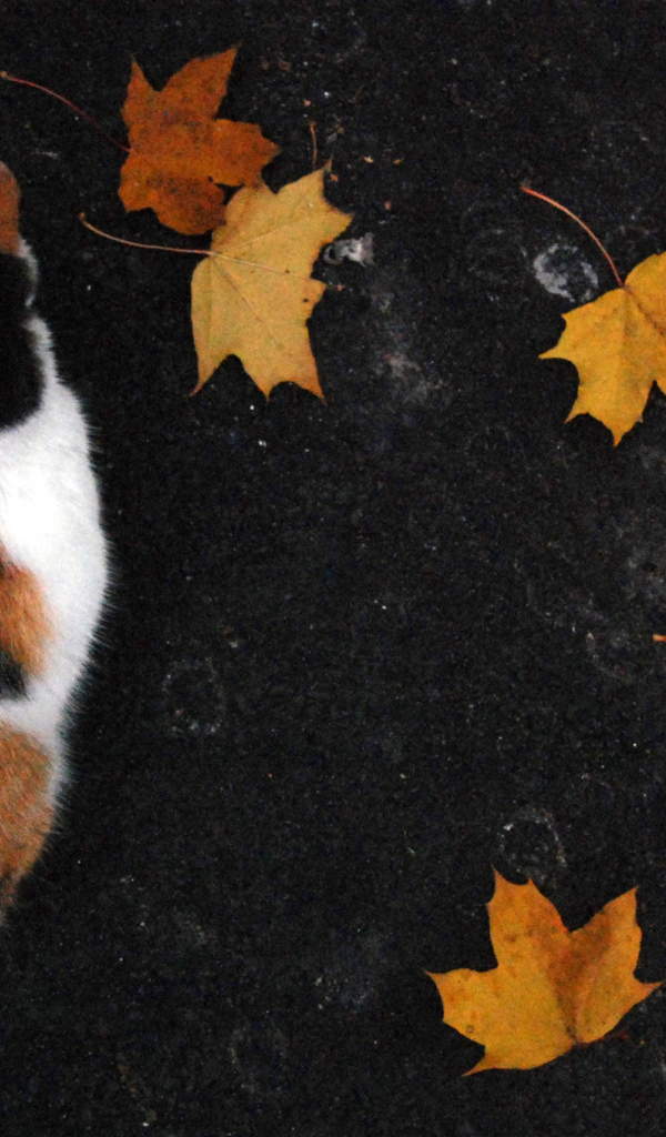 Трехцветный кот и осенние листья