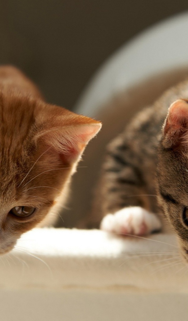 Два брата коты