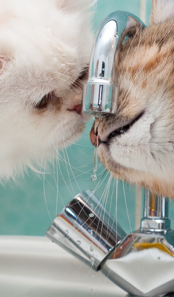 Два кота пьют воду из под крана