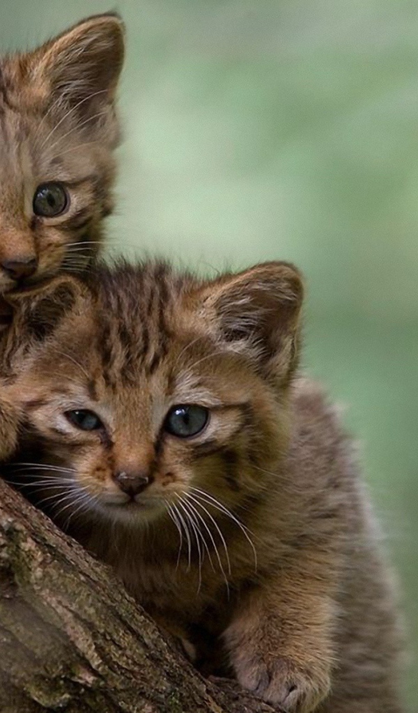 Два котенка на дереве