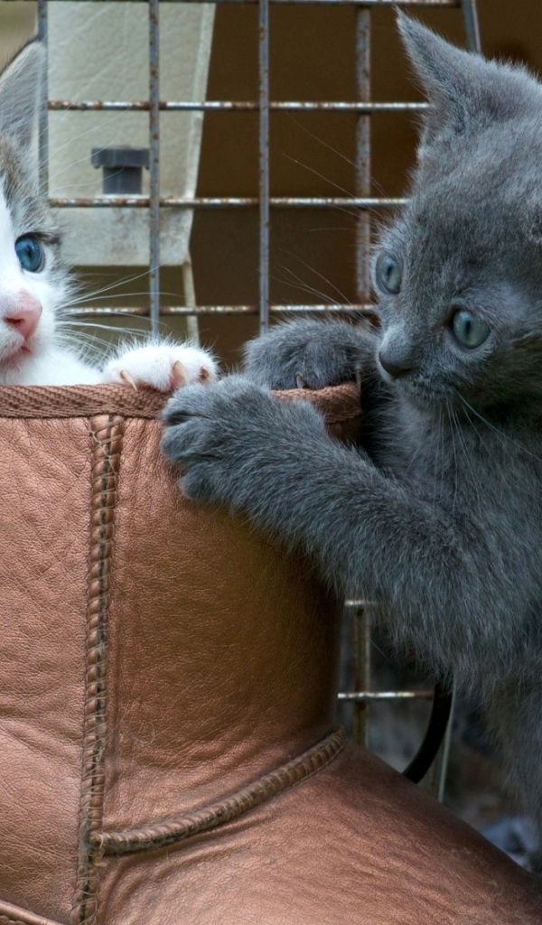 Два котенка играют в ботинке