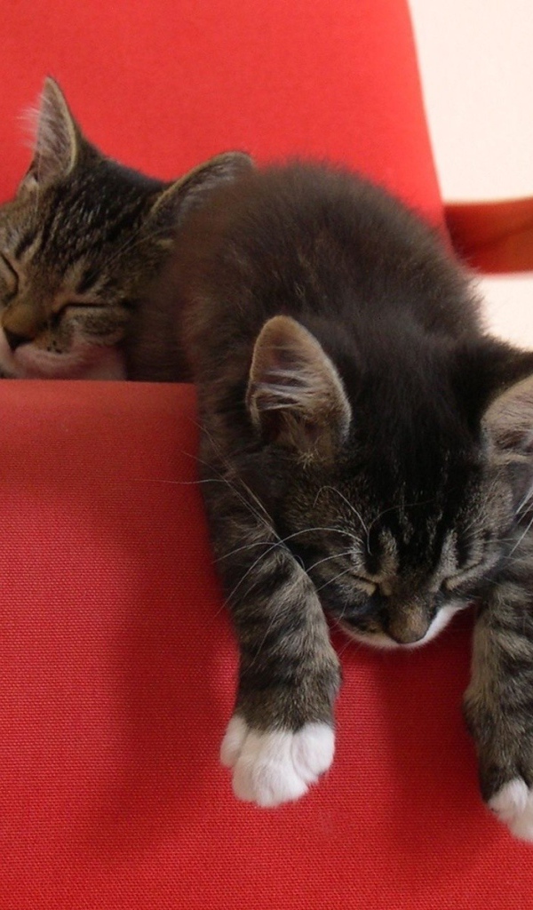 Два ленивых котенка на красном кресле
