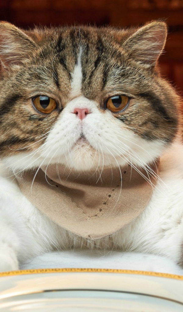 Недовольный кот за столом