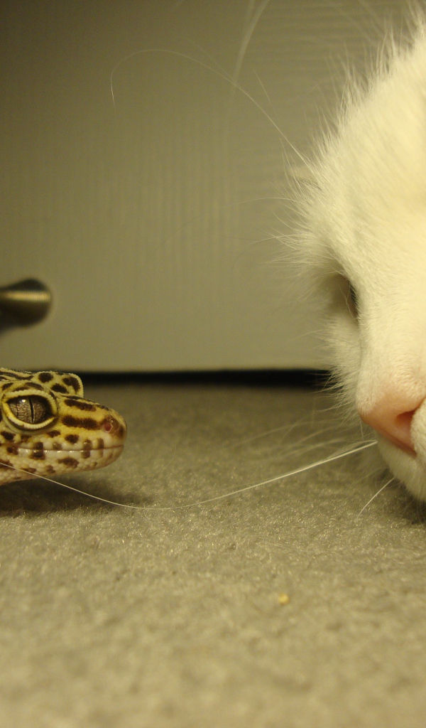 Белый кот и зеленая ящерица