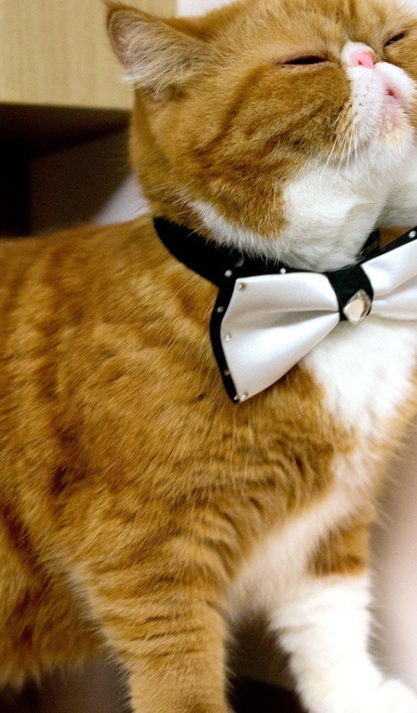 Белая бабочка на рыжем коте