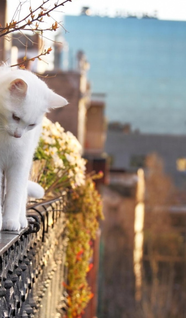 Белый кот на краю балкона