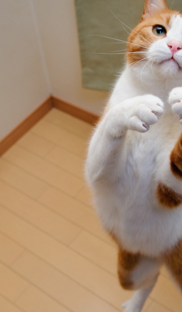 Бело рыжий кот на задних лапах