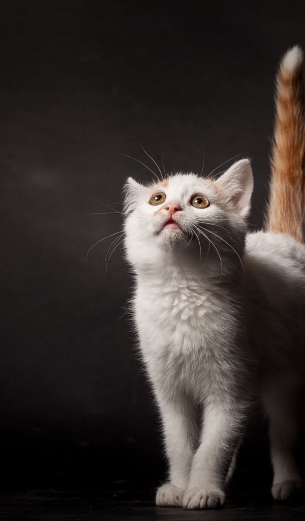 Белый котенок с рыжим хвостом