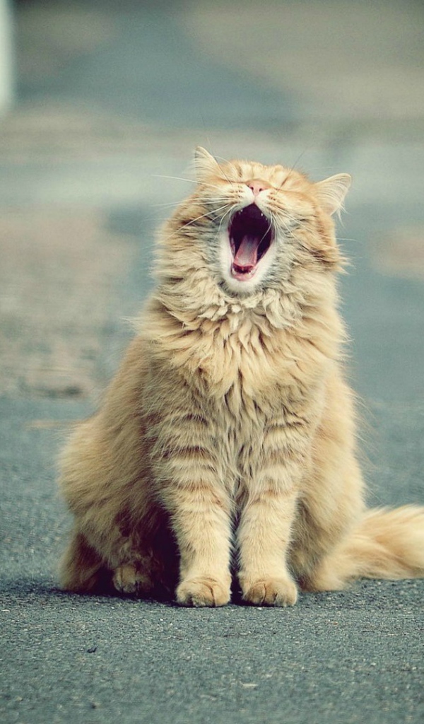 Зевающий рыжий кот на дороге