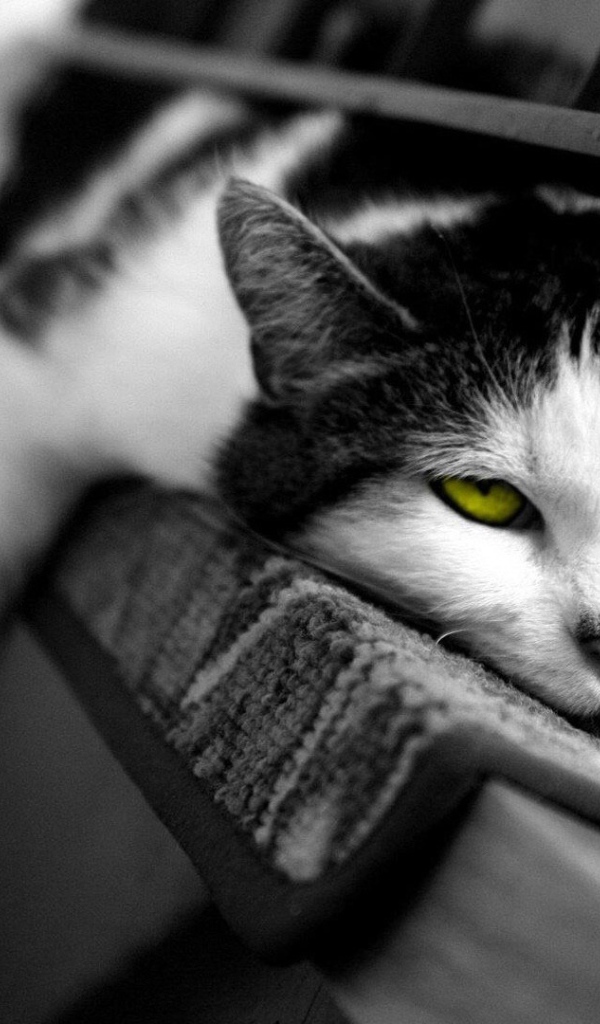 Желтоглазый ленивый кот