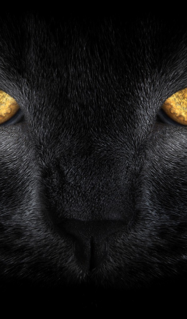 Желтые глаза большого черного кота