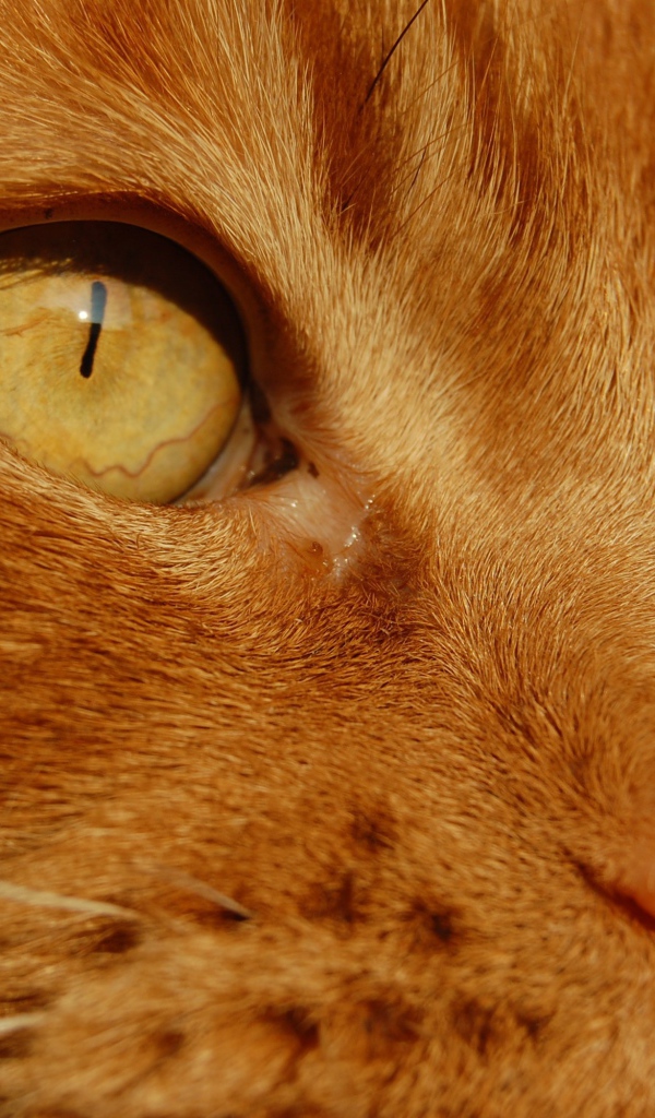 Желтые глаза рыжего кота