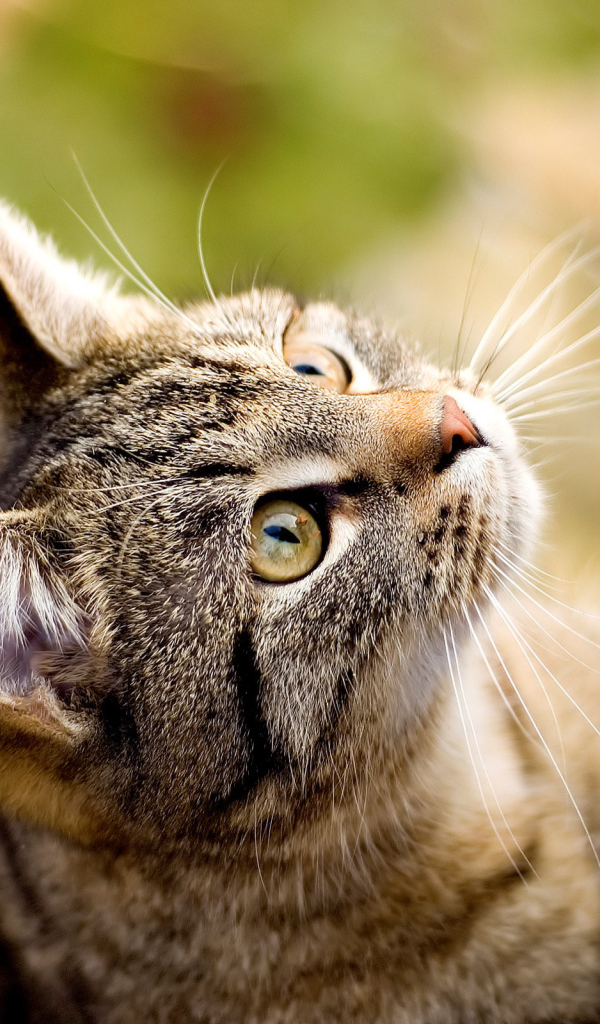 Кошка лезет на дерево