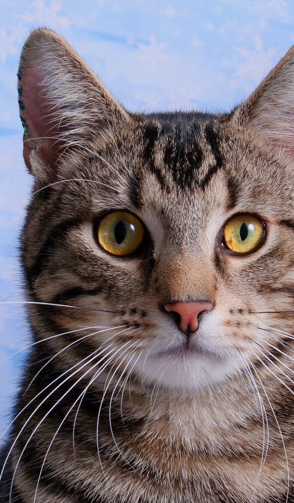 Кот с эмблемой на лбу