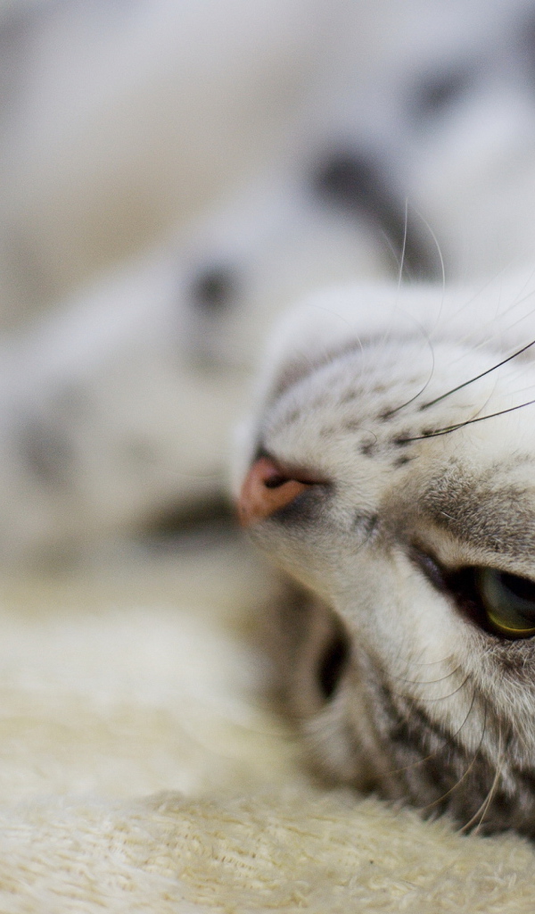 Перевернутая морда кота