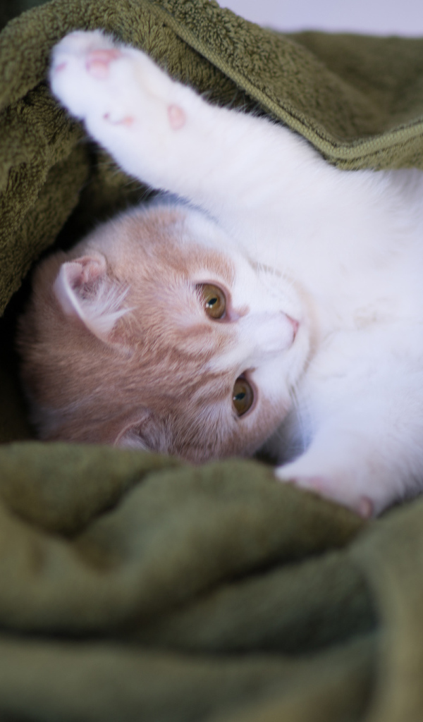 Котенок в зеленом полотенце
