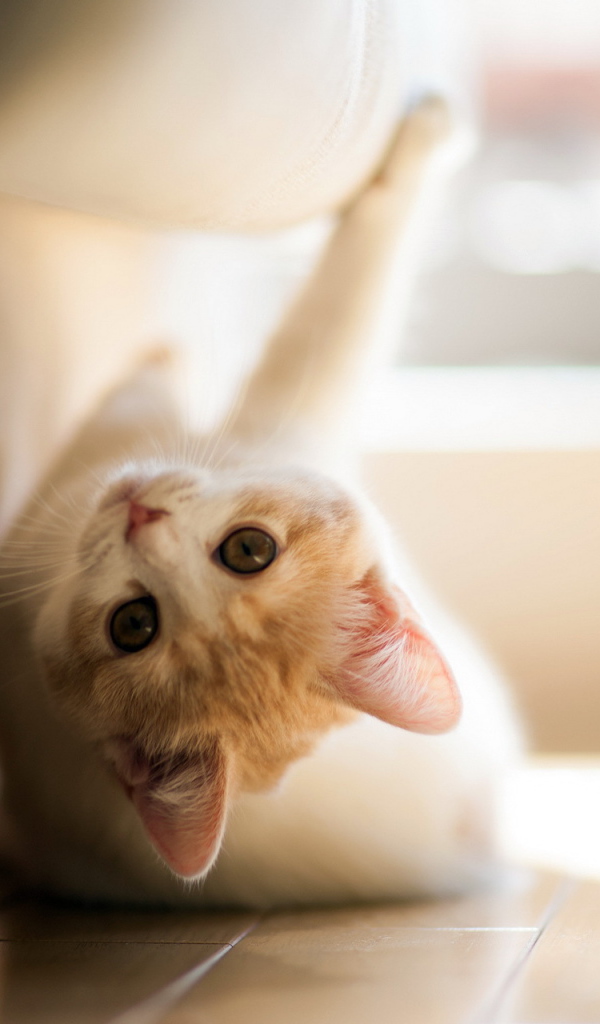 Игривый котенок под диваном