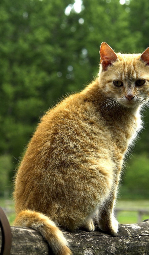 Рыжий кот на бревне