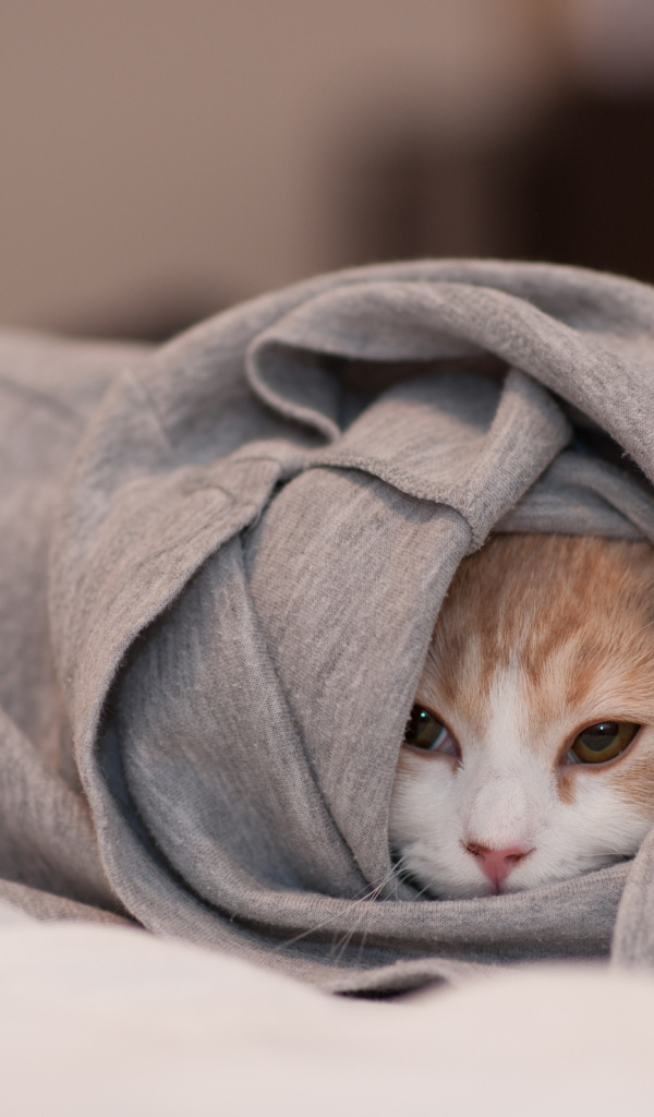 Кошка спряталась в одежде