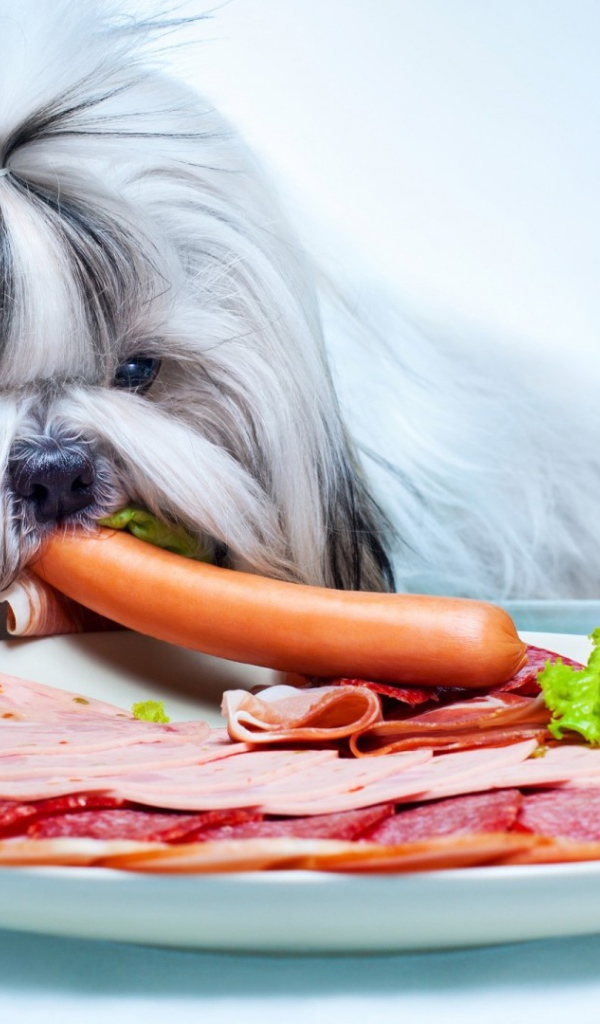 Болонка ворует сосиску со стола