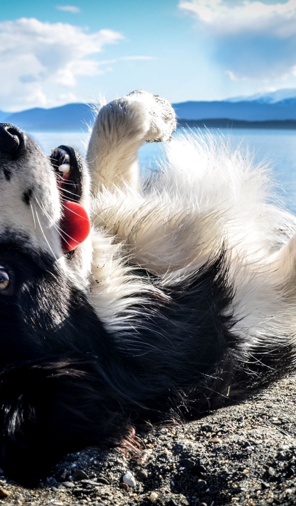 Черно белая собака лежит на спине на пляже