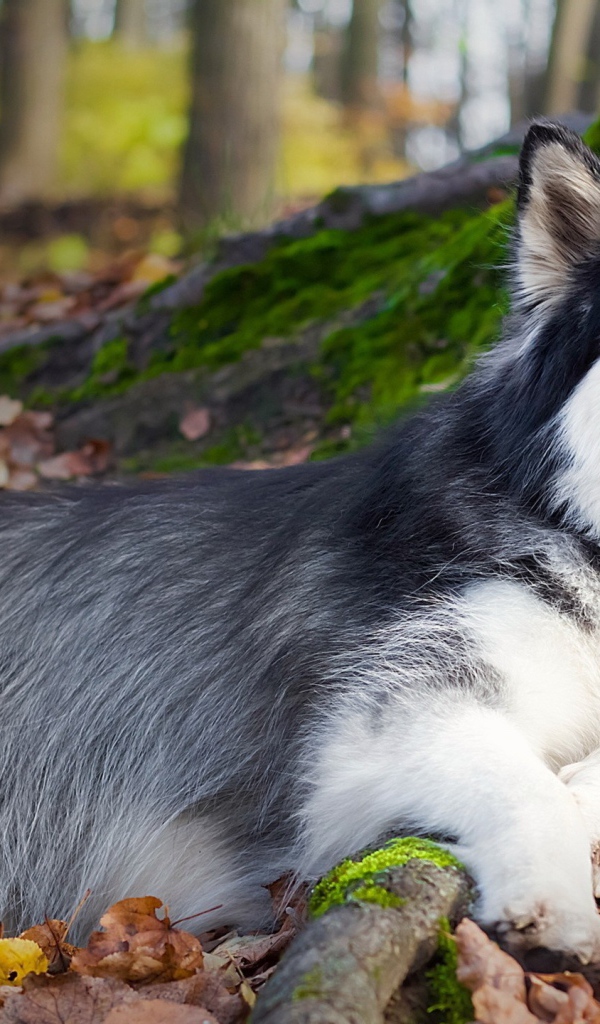 Черно белая собака лежит под деревом