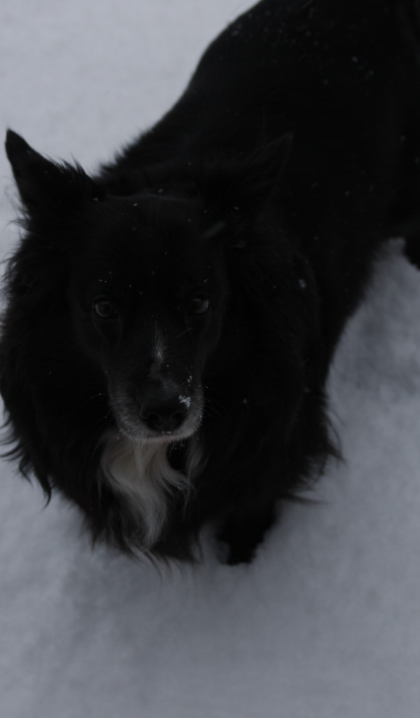 Черный пес стоит в снегу