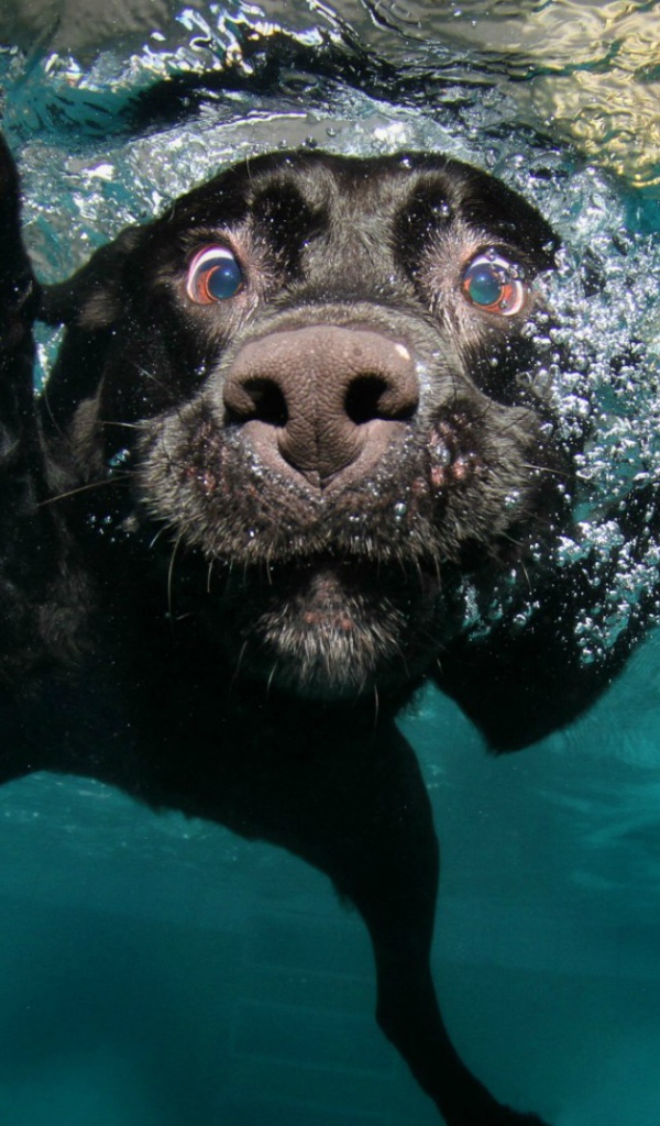 Черная собака под водой