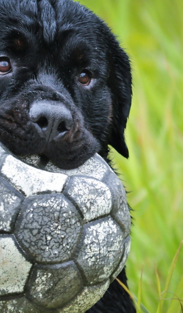 Черный щенок держит в зубах спущенный мяч