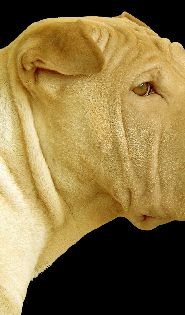 Светлый шарпей на черном фоне