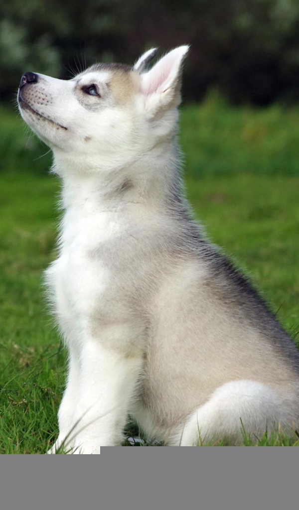 Голубоглазый щенок смотрит на верх