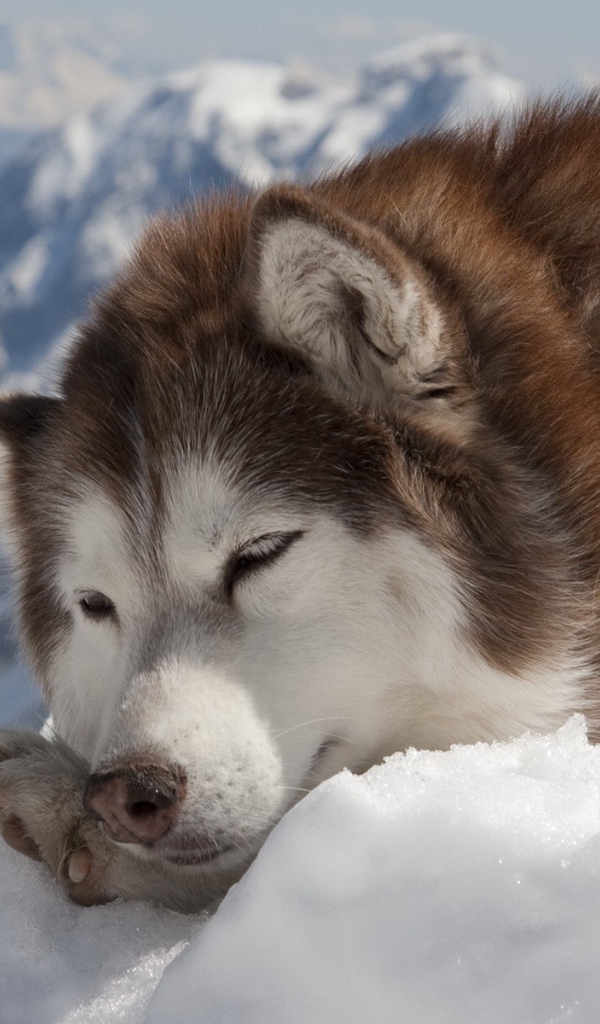 Коричневый хаски дремлет на снегу