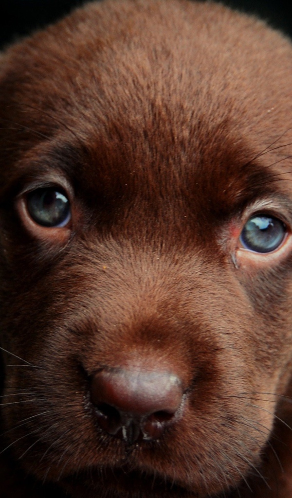 Коричневый окрас щенка лабрадора ретривера