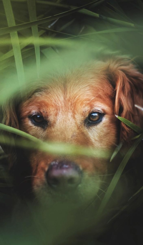 Коричневый пес в густой зеленой траве