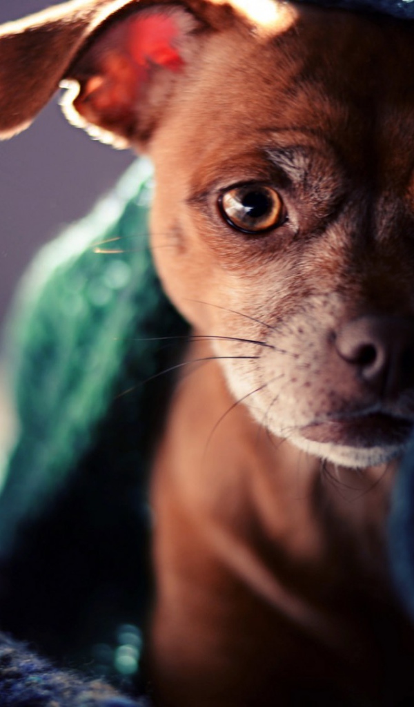 Коричневый щенок под полотенцем