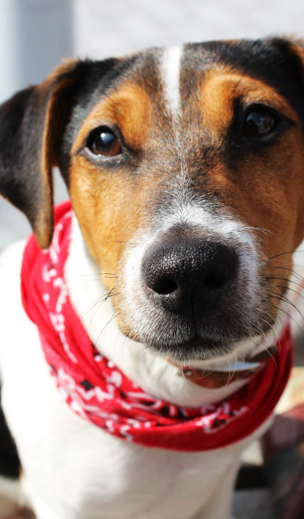 Милый домашний пес