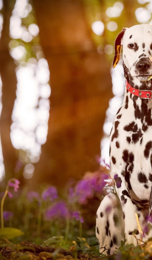 Далматинец сидит в лесу на закате