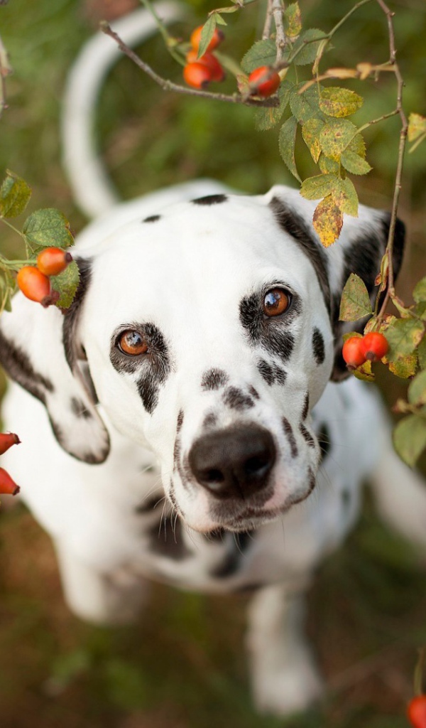 Далматинец под кустом шиповника
