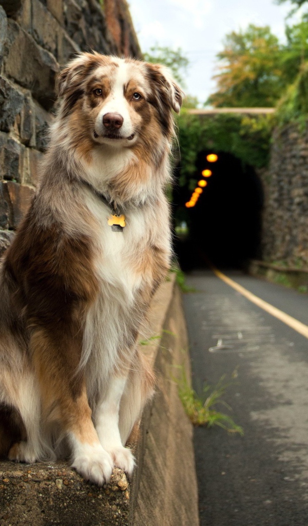 Собака у входа в тоннель