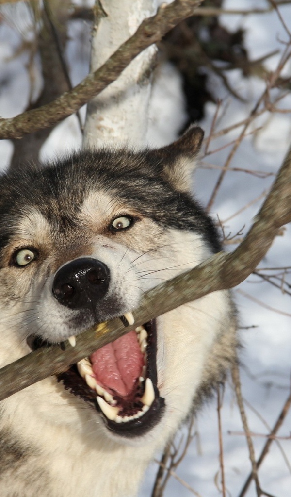 Собака кусает ветку в лесу
