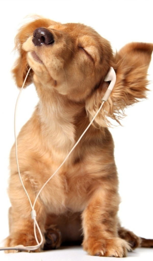 Собака увлеченно слушает музыку в наушниках