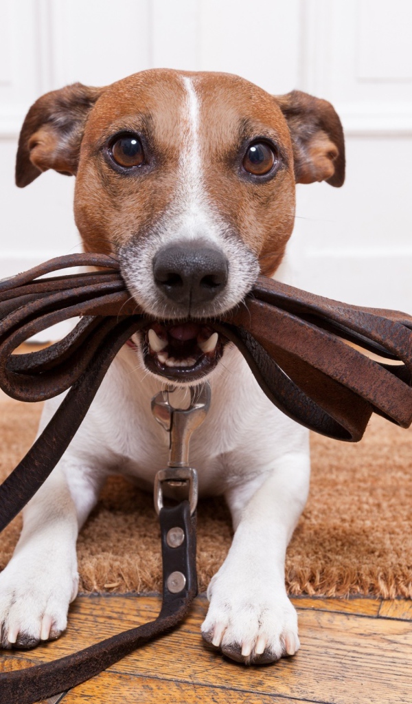 Собака держит поводок в зубах