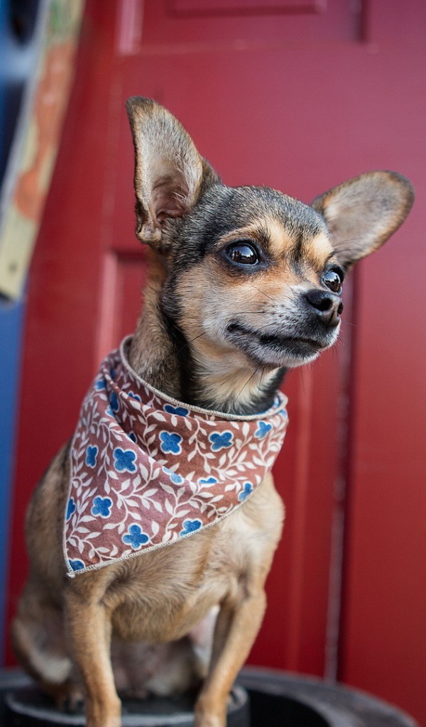 Собака в нашейном платке