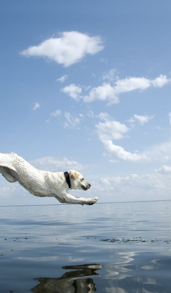 Собака прыгает в воду