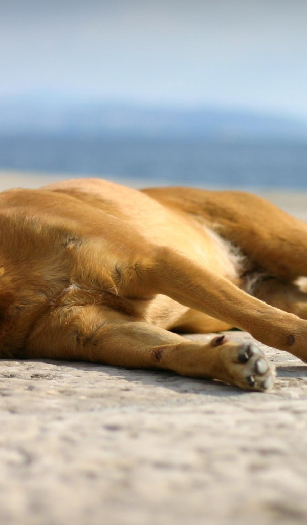 Собака спит на набережной