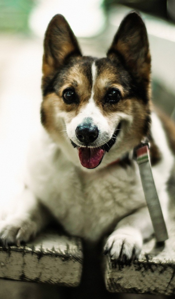 Собака улыбается сидя на скамье