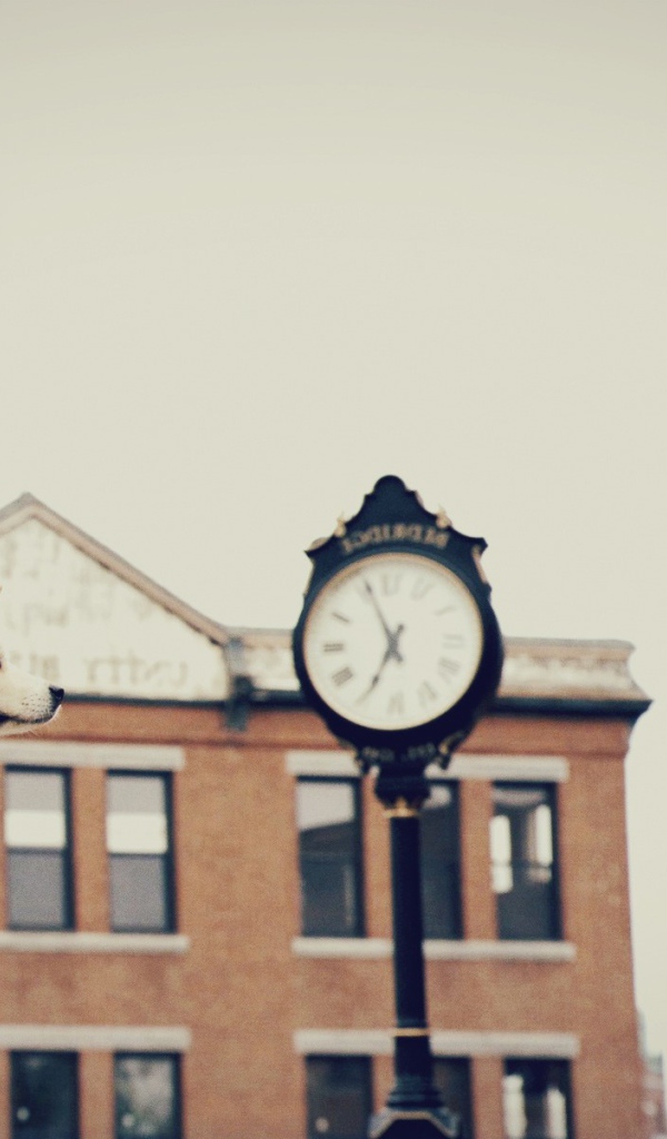 Собака верно ждет хозяина